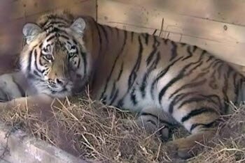 ����������� ������ ��������� ����