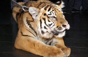 ����������� �������� ����� ������� �� ������������ ������