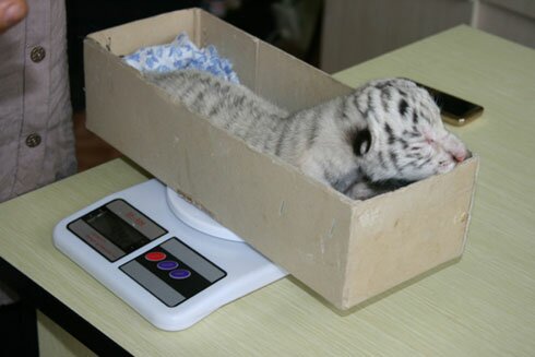 ���� �� �������� ������� �������� �����