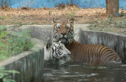 ������� ��������� ��������� �������� �������� ������