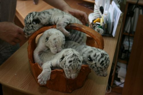 � ��������� �������� ������� ������� ������ �������� ������