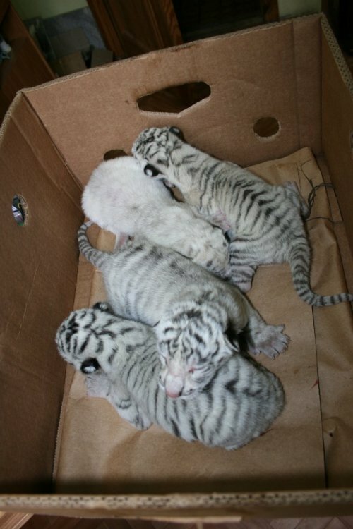 � ��������� �������� ������� ������� ������ �������� ������