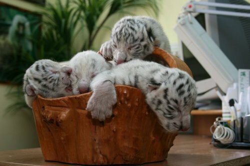 � ��������� �������� ������� ������� ������ �������� ������