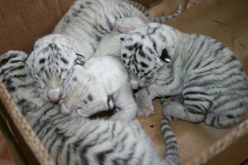 � ��������� �������� ������� ������� ������ �������� ������