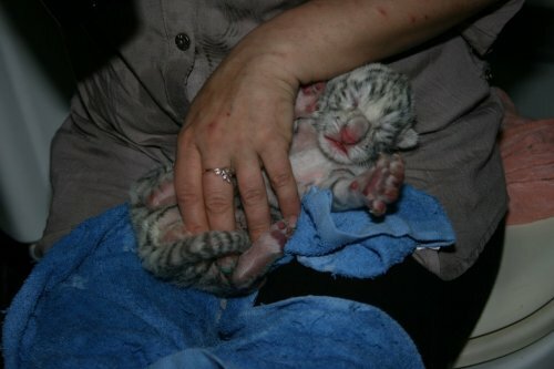 � ��������� �������� ������� ������� ������ �������� ������