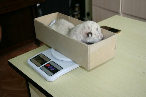 � ��������� �������� ������� ������� ������ �������� ������