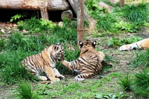 ������� � ������� ��� ����������� ����� �������� � ����