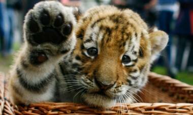 ������ ���� ������� ��� ������������ ��������