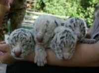 ���� �������� ������� �������