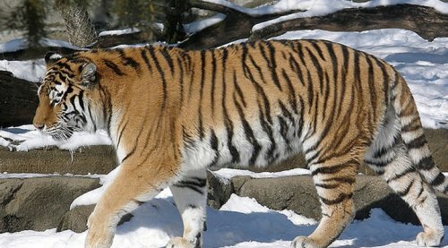 ������� ������� �����