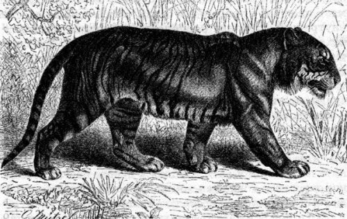 ���� �� �������� �����