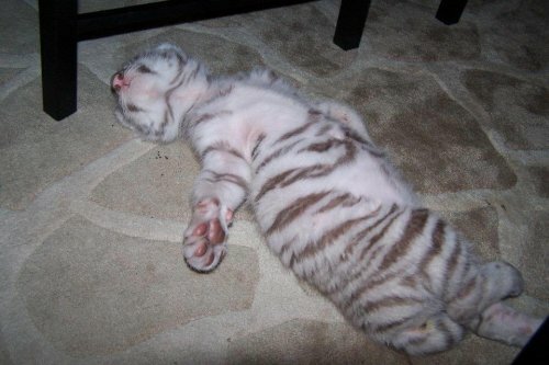 ����� ������� �� ����� ������