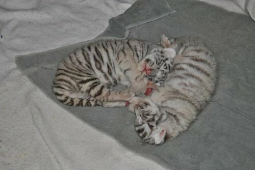 ����� ������� �� ����� ������