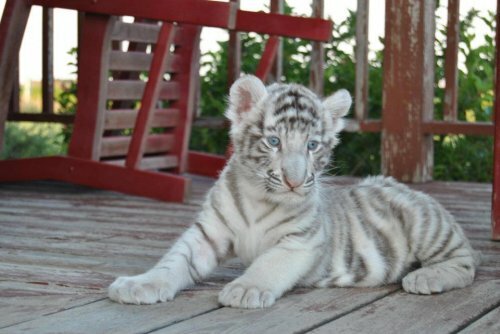 ����� ������� �� ����� ������