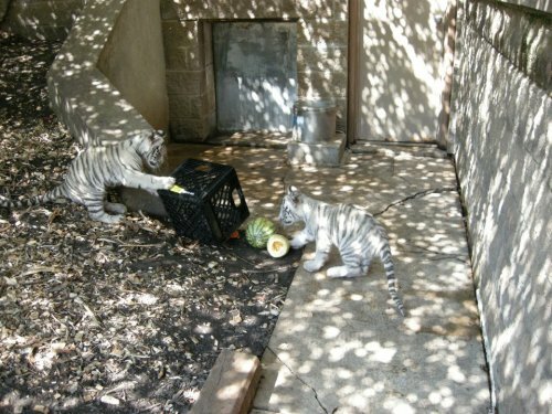 ����� ������� �� ����� ������