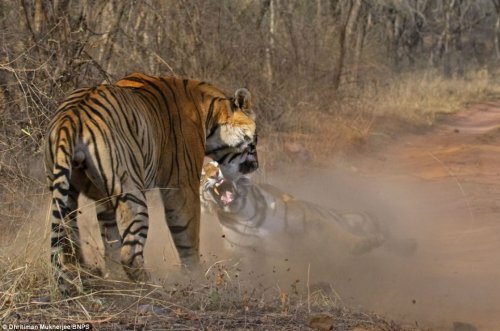 � ����� ����� � ������ ������ ���