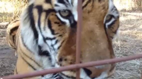 ���� �������: "Good Morning"