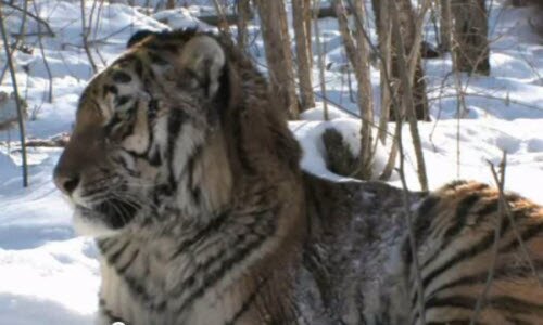 ������ �������. ����