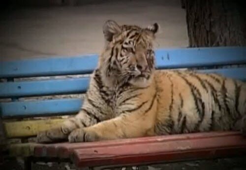 ������� ������� ������