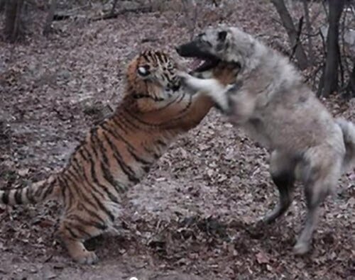 ������� ����� ������ ����: "������� ������� ������"