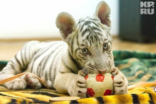 ���� ����� �������� ����������������� �������� ���� �����