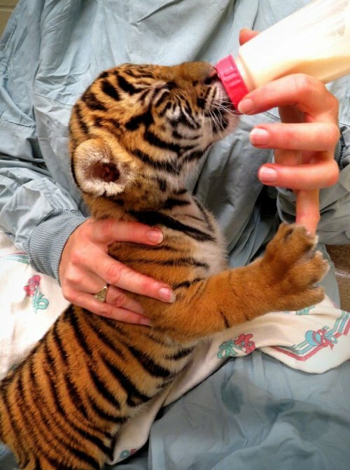 �������������� ��������� ������� ������