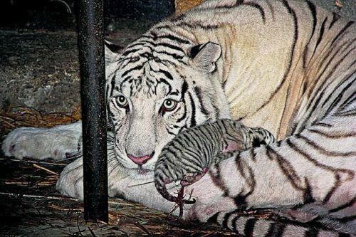 �� ���� �������� ����� ������� ������� ����������� ����� ����