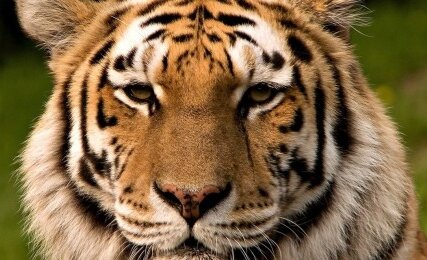 ����������� ��������� ������: ������������ ��� ������� ������� � ������������� ������������