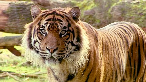 ��� ������, ��������� �� ������ � ��������? (�����)