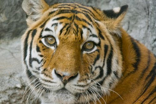 � ����������� ������� ������� �������