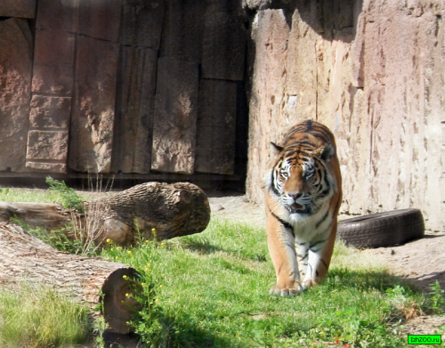 � ����������� �������� �������� ����� ����