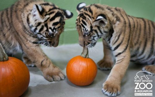 �������� ��������