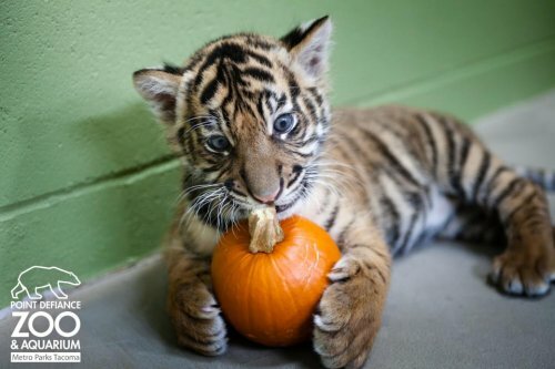 �������� ��������