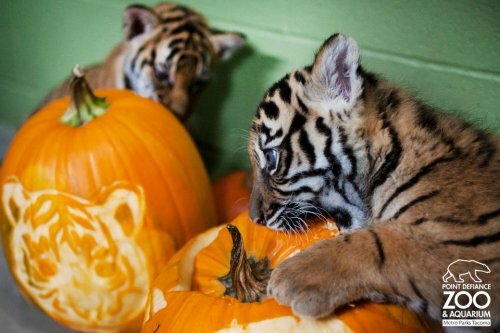 �������� ��������