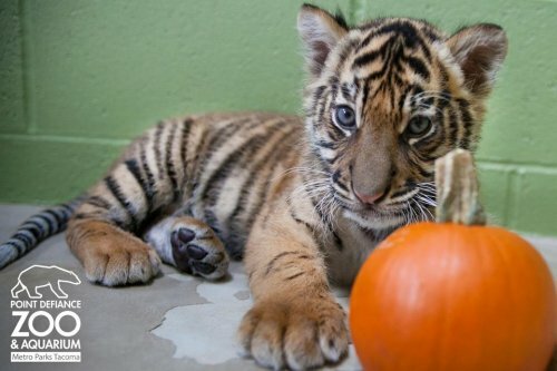 �������� ��������