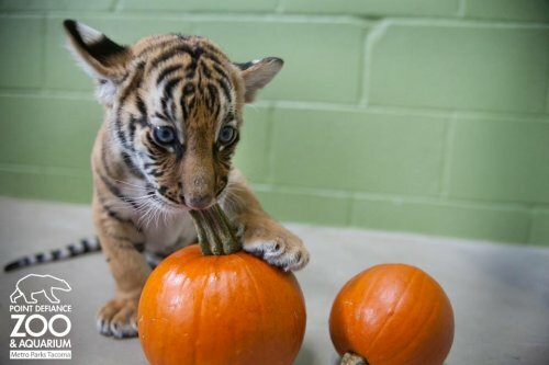 �������� ��������