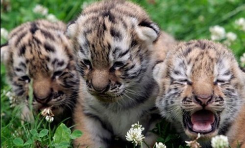 � �������� ��� �������� �������� �� ���������� �������� �����