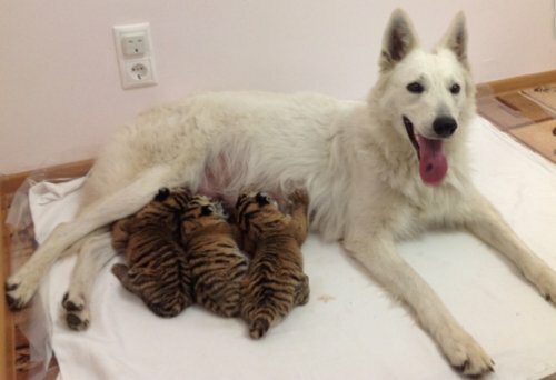 � ���� ������������� ������ ������ ������� (����, �����)