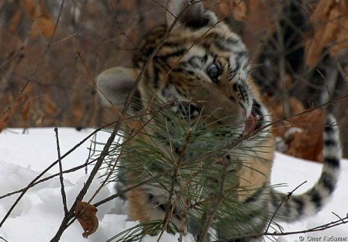 � �������� ����������� �������� �� �������� ������