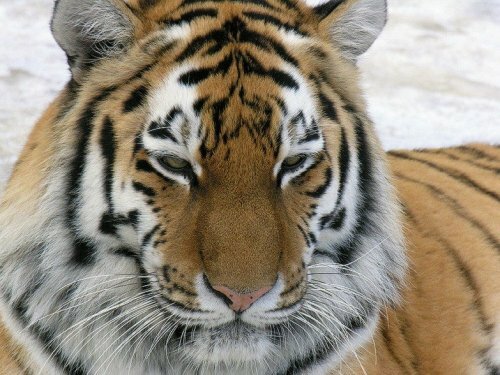 �������� ������� ����� ������� � ������������ �������