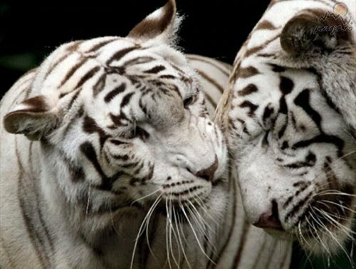 ���� ����� ����� �������� ���� ����� ��� �� ����� �������