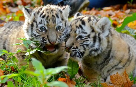 � �������� �������� �������� �������� �������