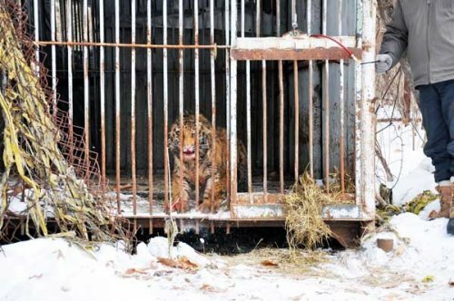 ����� �������, ������ � ���������