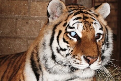 � ���������� �������� ������������ ����� �� ����� ������� ������� �������