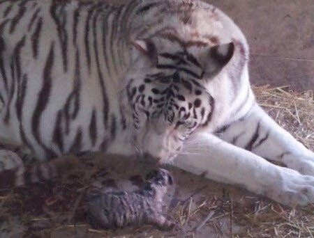 � ���������� �������� �������� ����� �������