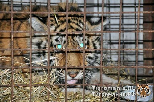 � ������ ��� �� ������ ����� ����� ������ (�����)