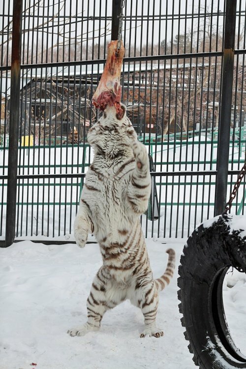 ���������� ��� ������ �����