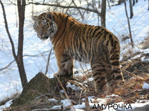 ������� �������� �� ����������� ������-����� ����� ������