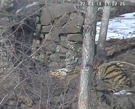 ����� ��� ��� �������