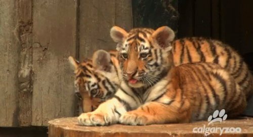 ��� �������� ����� ������������� ���� ������ ���� �������� � �������� ������� (����, �����)